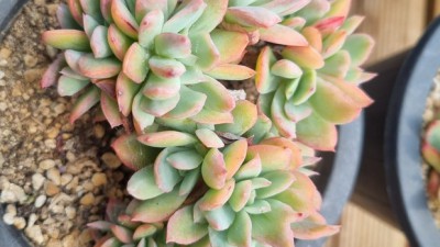 득템찬스! 러우다육🌱 솔직 후기 & 꿀팁 대방출!